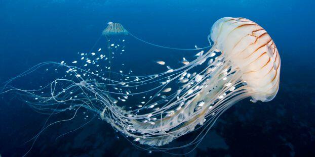 Pollution, Global Warming, Decrease in Sea Turtles: Reasons Behind Upsurge of Jellyfish in Egypt