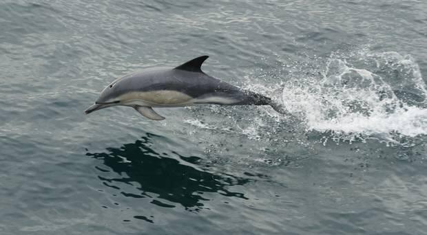 Baby dolphin crowded by beachgoers in Spain dies