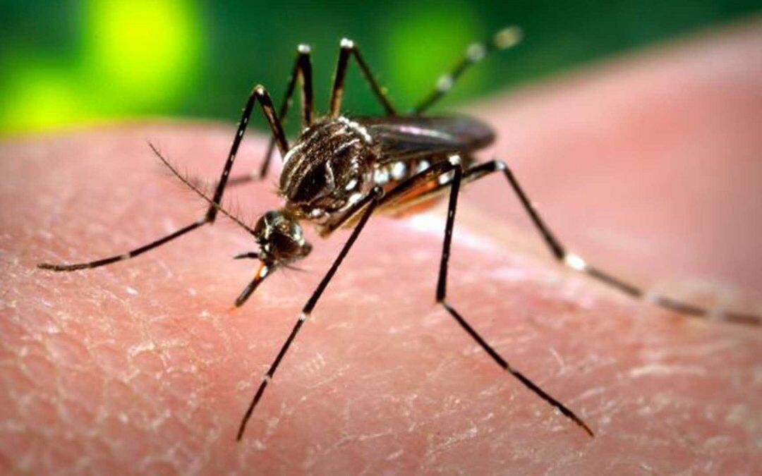 En experimentos en ratones, virus del Zika elimina un tumor cerebral humano común en niños