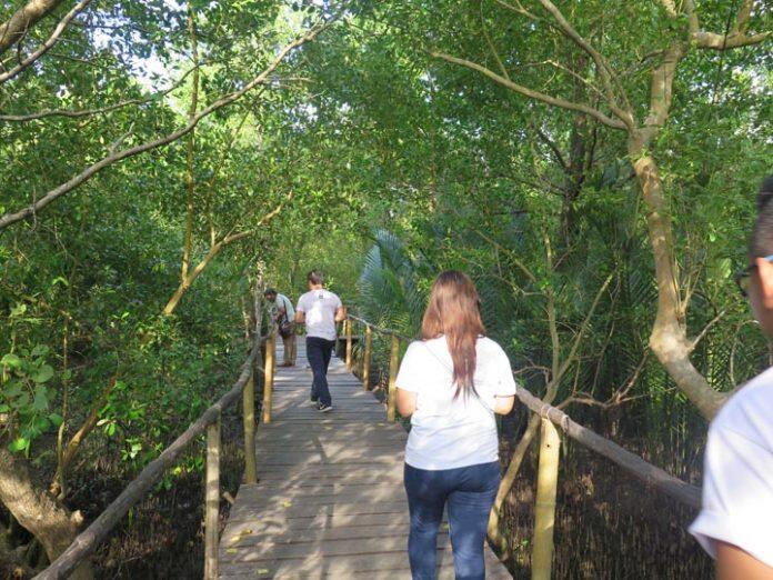 Kalibo mangroves eco-park et une merveille environnementale