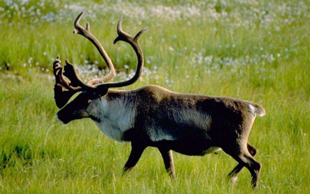 L’exploitation forestière a eu lieu dans l’habitat du caribou protégé au Canada, selon les groupes environnementaux