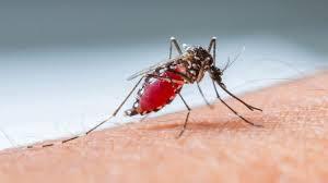 Malaria already endemic in the Mediterranean by the Roman period