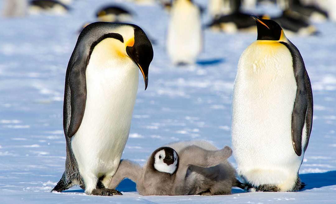 ¿Como los  pingüinos y focas enriquecen la biodiversidad antártica?