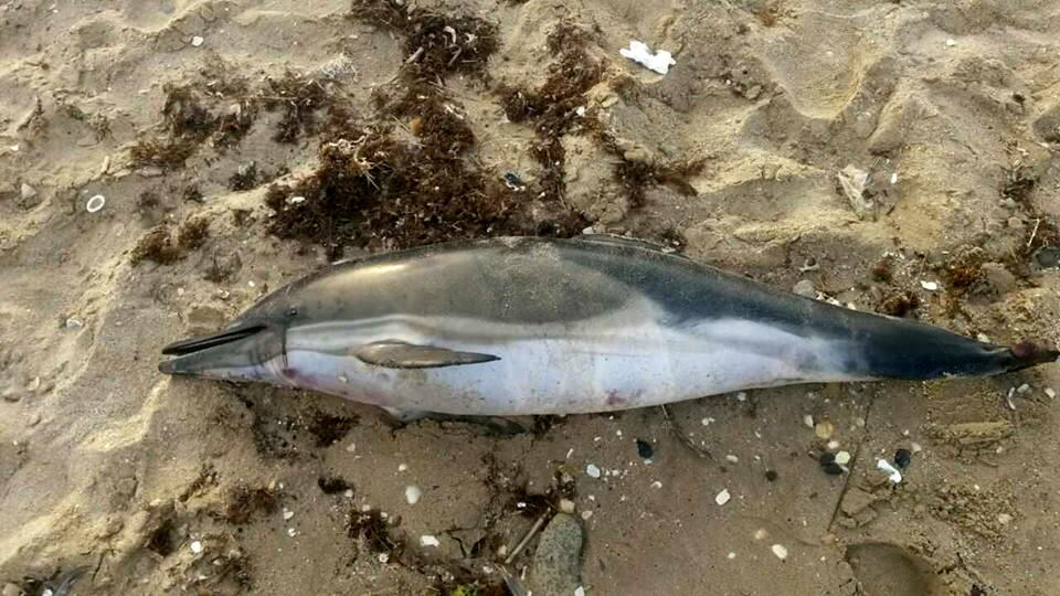 نفوق ثلاثة دلافين في طنجة (المغرب)… الصيادون متهمون!