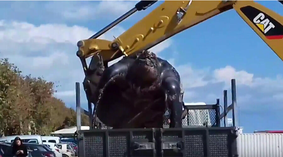 Gonna need a bigger crane: Enormous turtle found on Spanish beach (PHOTOS, VIDEOS)