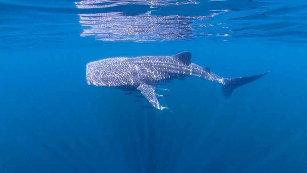 Four-time freediving world record holder to host whale shark expeditions