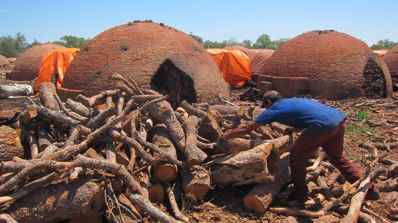 Report Reveals a Company Linked to Paraguayan Minister Drives Deforestation in the Chaco Region