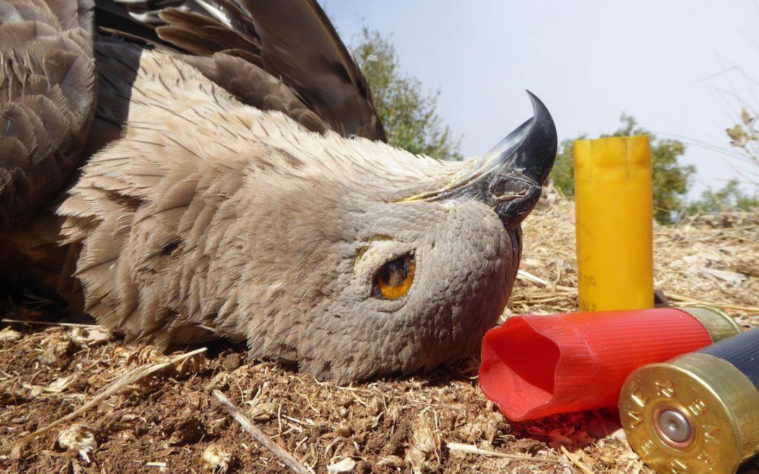 International team witness massacre of protected #birds in #Lebanon