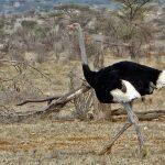 animales-grandes-pequenos-mayor-riesgo-extincion-4