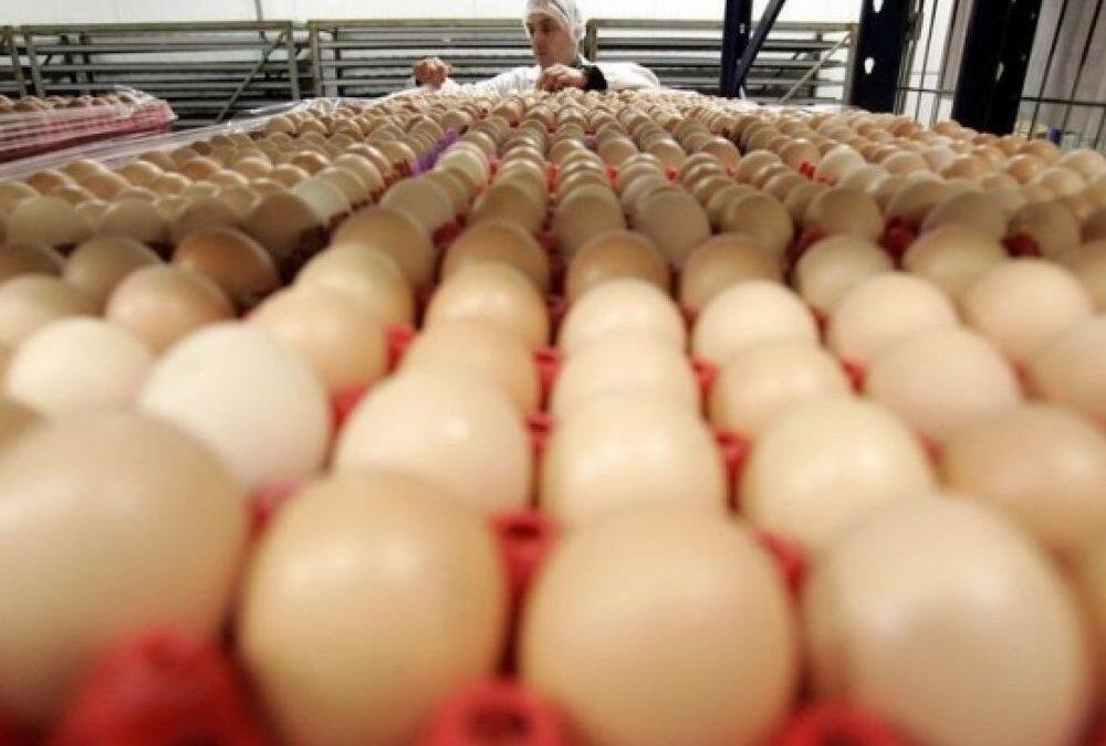 Fipronil: 250.000 oeufs contaminés pourraient avoir été consommés en France