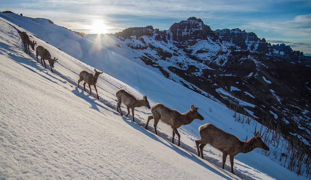 Peabody exhibit explores migrations of Yellowstone wildlife