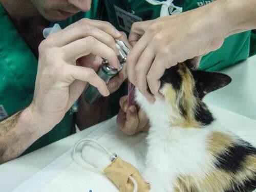 Simulador de las vías respiratorias de los gatos para mejorar su intubación