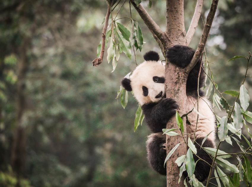 L’HABITAT DE LA PANDA GIGANTE EST ENSEMBLE ET DEVENIR PLUS FRAGMENTÉ