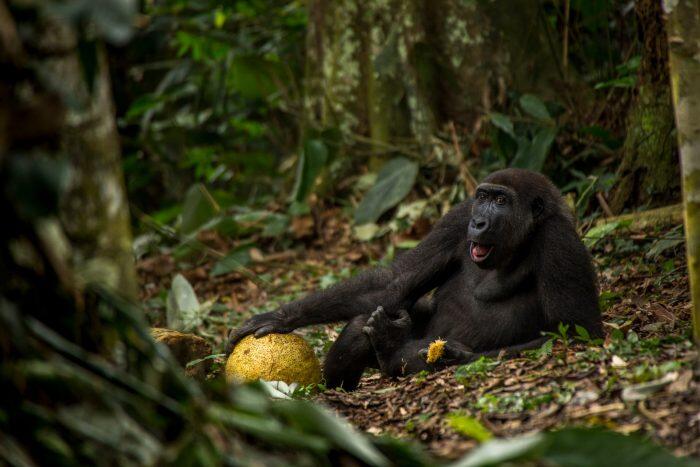 La cruda imagen ganadora del Wildlife Photographer of the Year