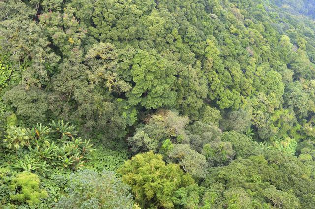 Los bosques ofrecen una amplia variedad de alimentos nutritivos, como frutos secos, frutas, semillas e incluso insectos,