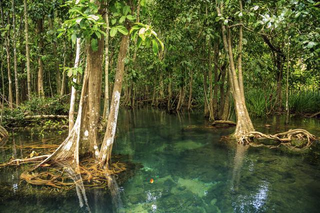 Los bosques gestionados de manera sostenible constituyen la principal materia prima para el papel.