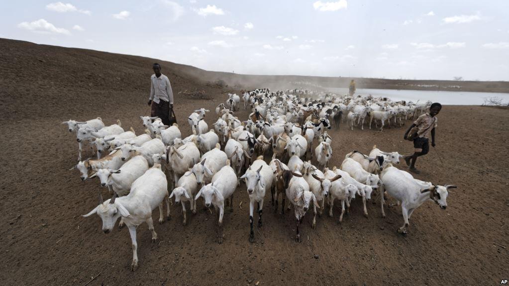 For Algeria’s Struggling Herders, ‘Drought Stops Everything’