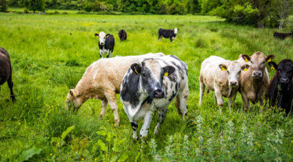 «L’agriculture doit être équitablement représentée» dans un nouveau programme environnemental