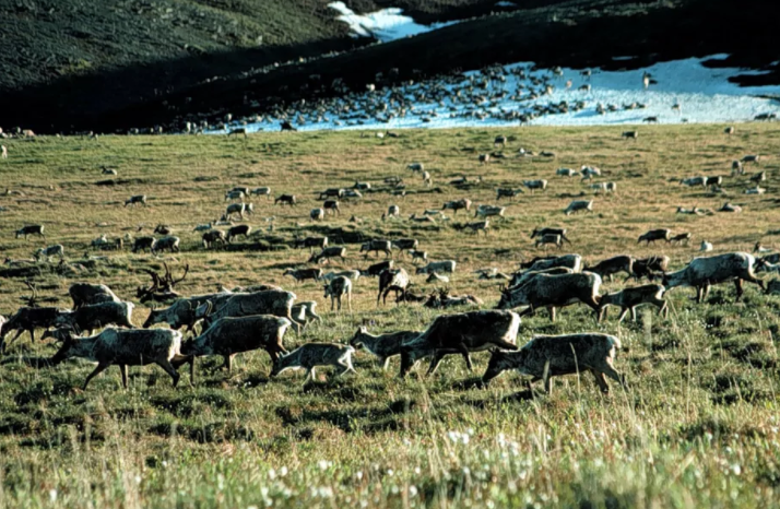 Les républicains peuvent choisir un énorme combat environnemental dans leur poussée pour la réforme fiscale