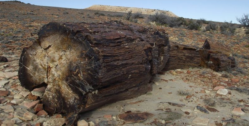 Dans les temps anciens, le développement des arbres était beaucoup plus complexe