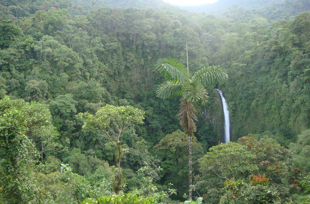 Los árboles de los bosques son acueductos naturales, redistribuyen hasta el 95% del agua que absorben donde más se necesita.