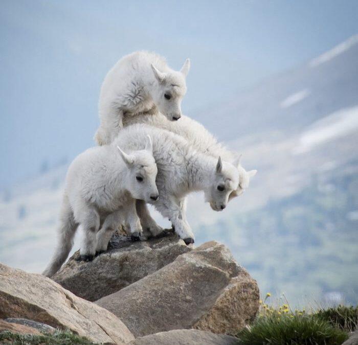 Increíbles imágenes participan en el concurso Fotógrafo de Naturaleza de National Geographic