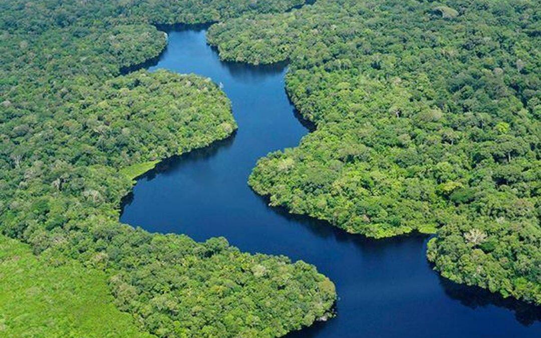 Más de la mitad de selva tropical se encuentra en Brasil.