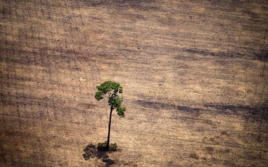 La gestion des terres pourrait être la clé de la lutte contre le changement climatique