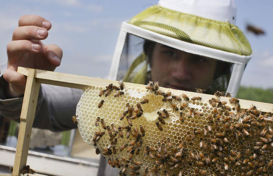 Le miel contaminé par des pesticides sur tous les continents