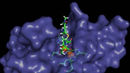 Nuevas claves para enfrentar a las bacterias multirresistentes