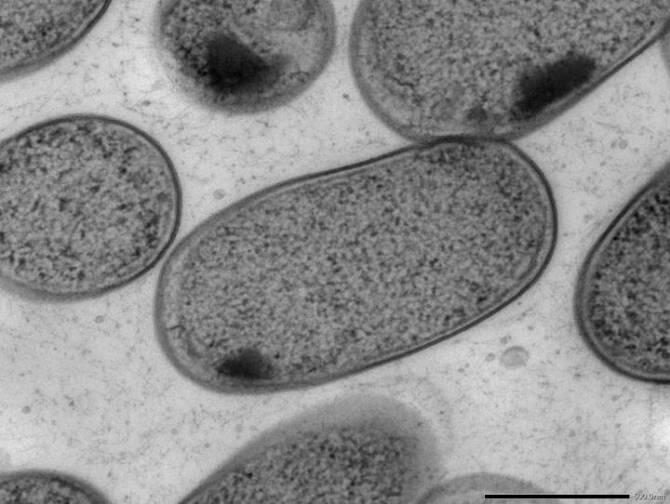 La boca podría actuar como nido para las bacterias que causan enfermedades en los intestinos