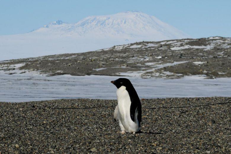 Des milliers de poussins de manchots meurent de faim en Antarctique