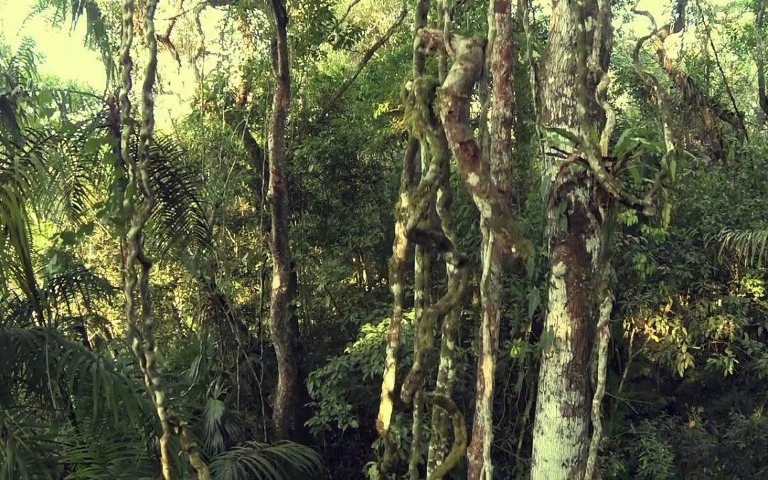 Los bosques tropicales cubraban hasta un 12% de la superficie de la tierra en la tierra, o sea, cerca de 15,5 millones de kilómetros cuadrados.