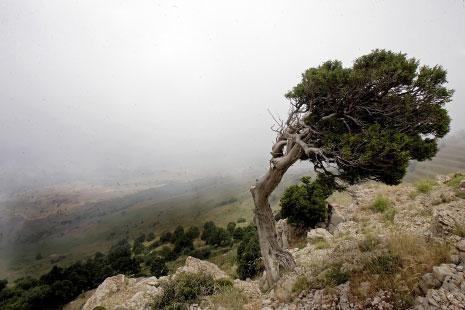 شجرة اللزاب بين الموت والحياة على قمم جبال لبنان