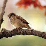 sparrow