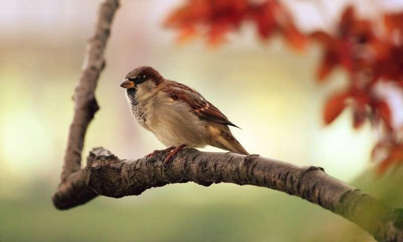 House sparrow decline linked to air pollution and poor diet