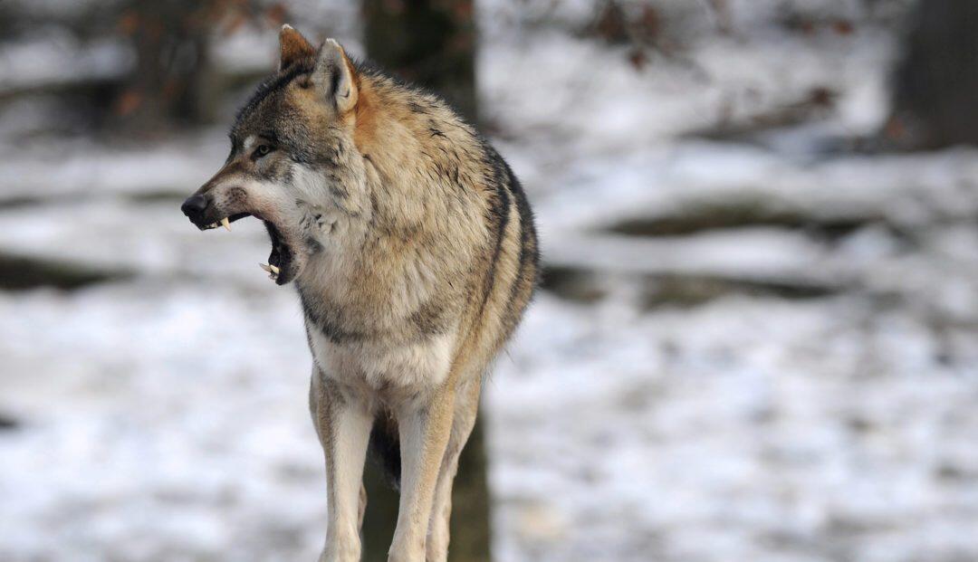 Wolves return to haunt EU politics