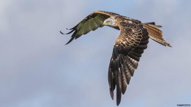 Un oiseau tiré du bord de l’extinction face à une menace d’empoisonnement