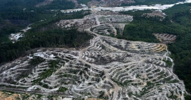 Greenpeace slams Indonesia palm oil industry on deforestation