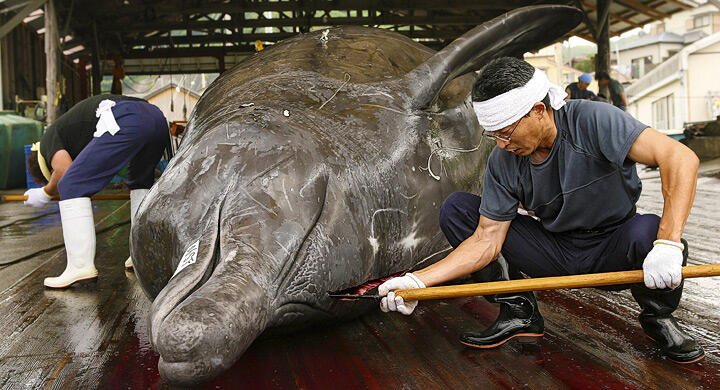 La caza de ballenas..Japón seguirá !!!