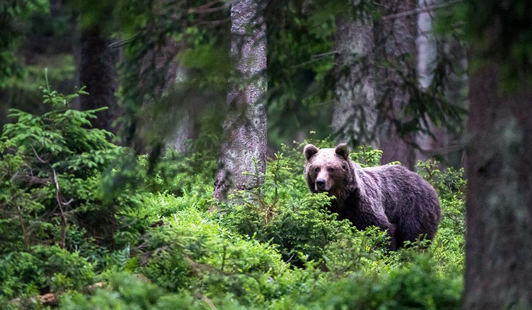 Environmental crime threatens Europe’s last pristine forests and iconic wildlife