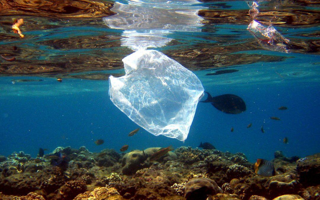 Científicos descubren que bolsas “biodegradables” siguen intactas después de tres años