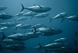 Bluefin quota disappoints EU fishermen