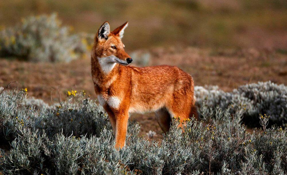 Los lobos etíopes, unos de los carnívoros más raros del planeta