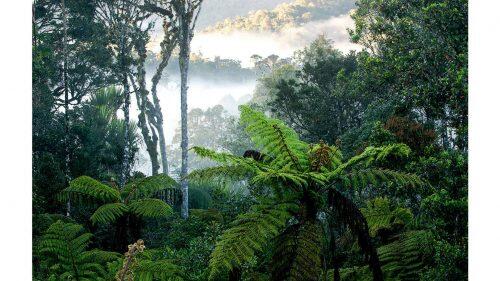 los-8-bosques-mas-espectaculares-del-mundo-de-selva-negra-a-selva-verde