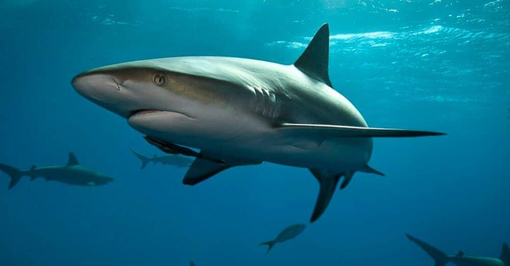 tiburones viviendo dentro de un volcán submarino activo