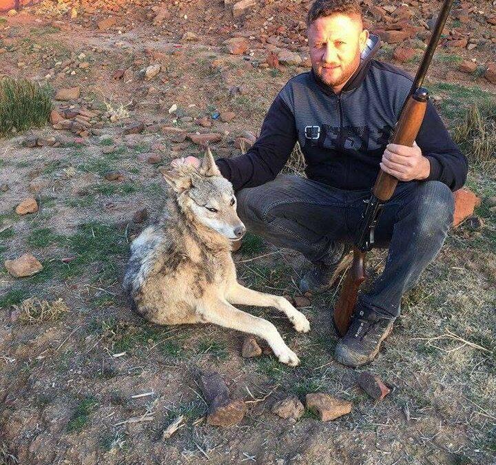 قتل ذئب رمادي في جرود بلدة خربة روحا البقاعية