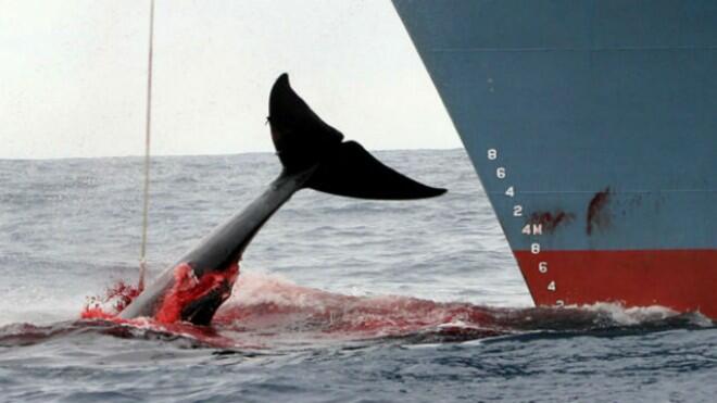 Impactante video muestra cómo los japoneses cazan ballenas en la Antártica