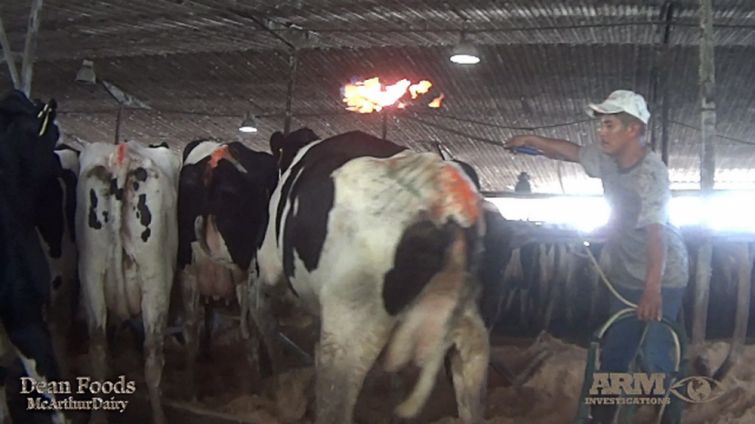 Este cruel video muestra la realidad de las vacas que producen leche