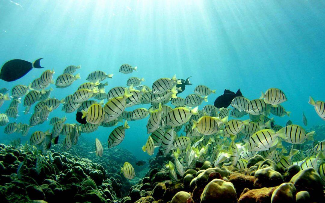 Great Barrier Reef: World’s most infamous environmental catastrophe could be averted